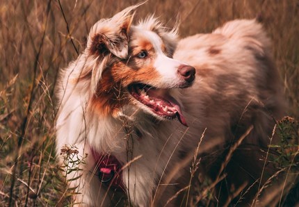 Cane finito in una grotta profonda