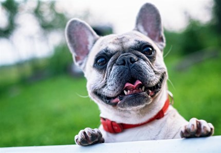 Multe per i cani che fanno i bisogni in strada