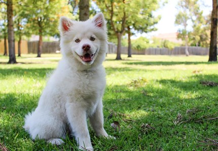 Il cane più bello del mondo è piemontese