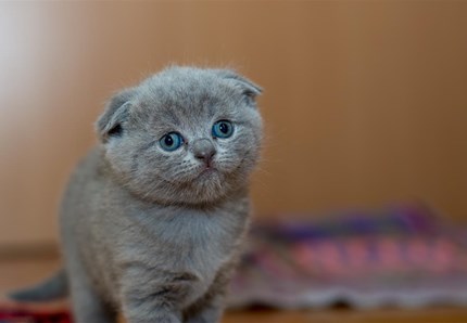 Il gatto Lucio è tornato a casa