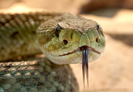 I serpenti sono intelligentissimi