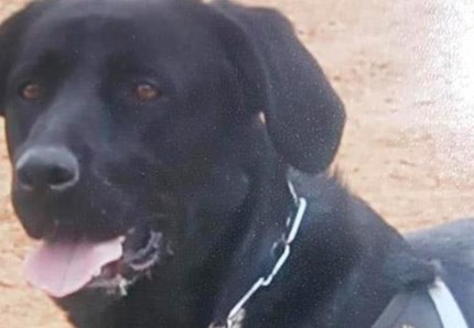 Morto Tommy, il cane eroe del sisma di L'Aquila