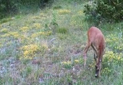 L'unicorno esiste! Avvistato nelle Marche