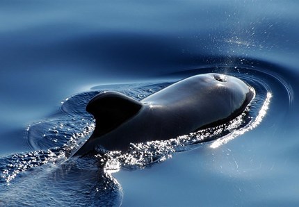 Balene in Sardegna! Il video