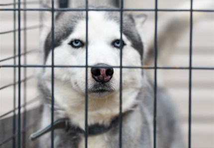 Cane, sos depressione