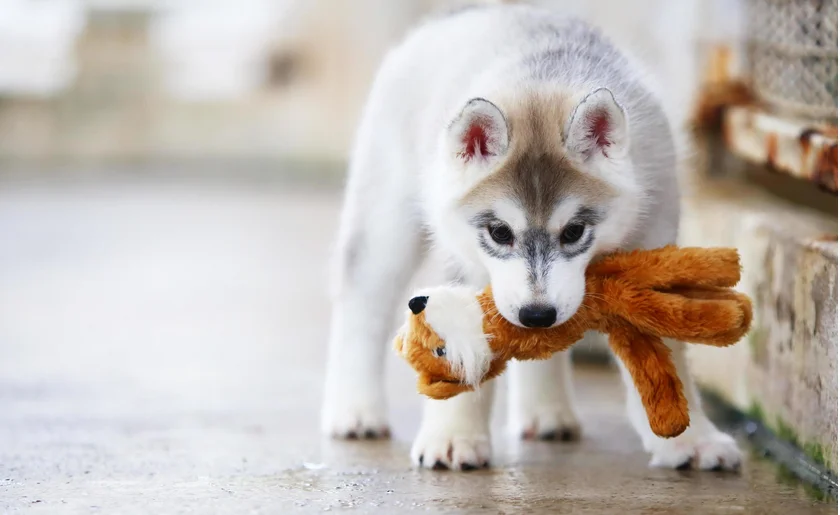 Un cucciolo di cane che gioca vicino agli elementi essenziali di un kit benvenuto cucciolo