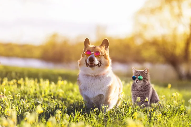 Un cane e un gatto rilassati pronti per cani e gatti in vacanza con accessori da viaggio