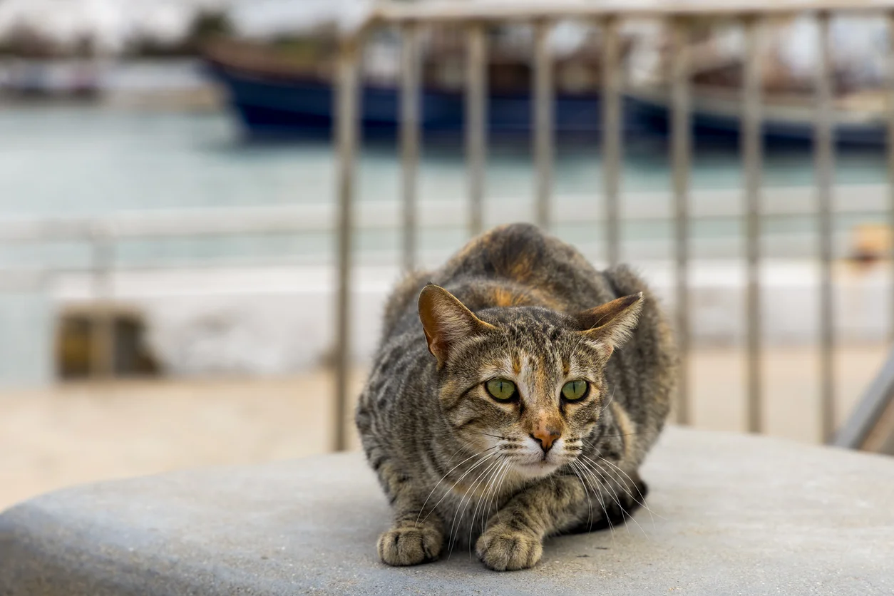 Un gatto egeo che osserva il mare tra le tipiche case bianche delle isole greche