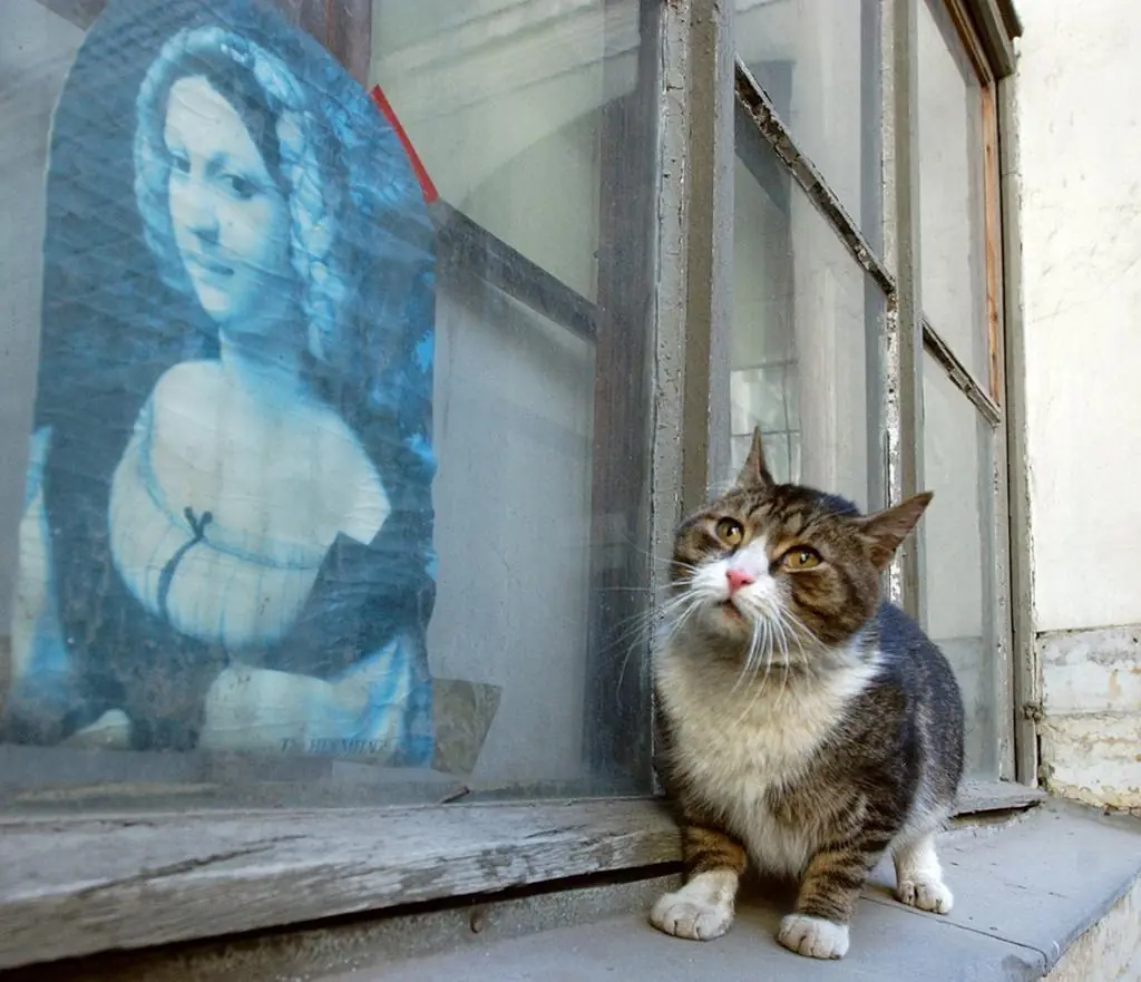 La giornata dei gatti dell'Ermitage