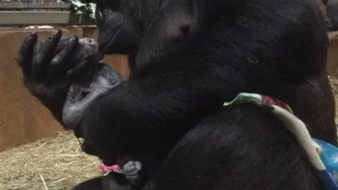 Usa, mamma gorilla copre di baci il suo cucciolo