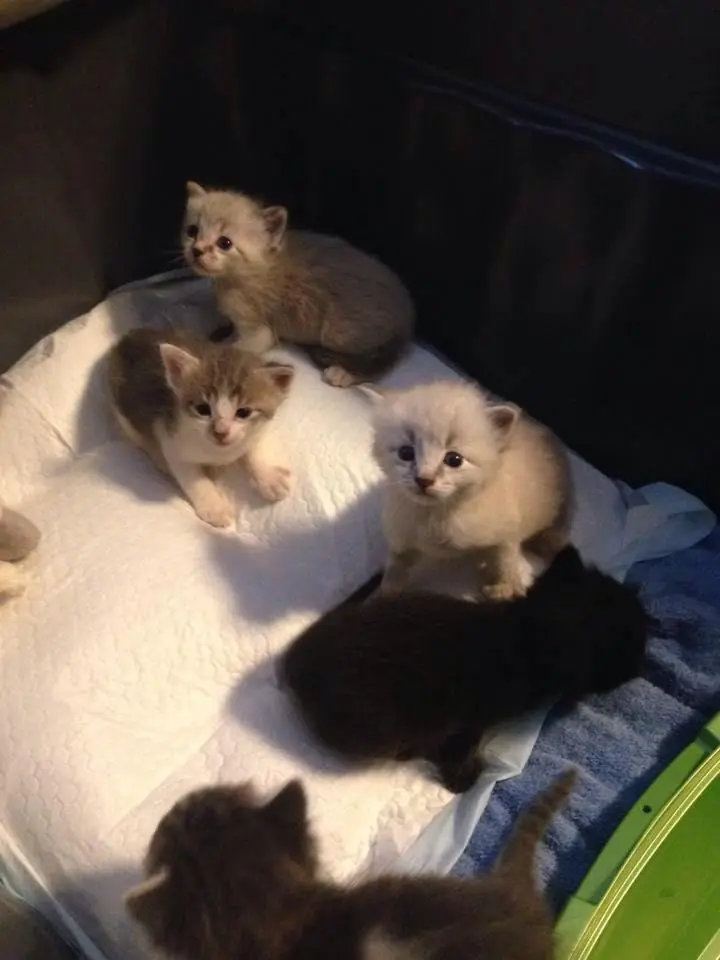 Riparte il Grande Fratello dei gattini