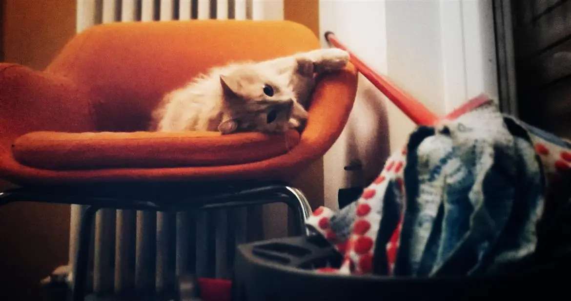"Micio Vileda", scatto del mese! Invia la tua foto