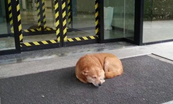 Aspetta il padrone fuori dall'ospedale