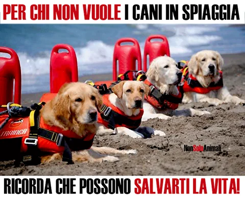 Due cani bagnini salvano la vita a un ragazzo