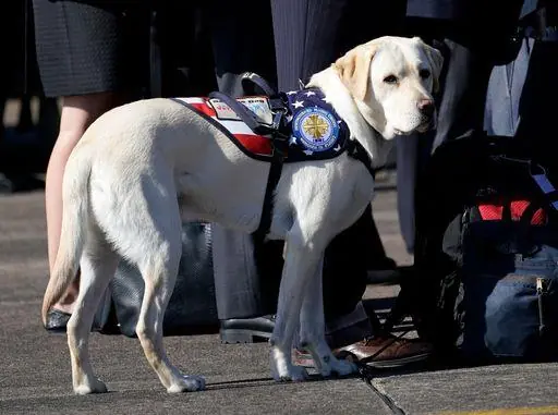 Sully, il cane che veglia su Bush