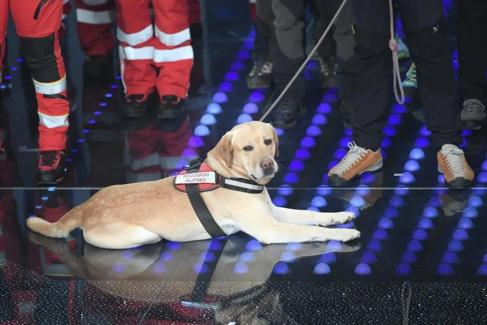 Corto, il labrador eroe conquista Sanremo