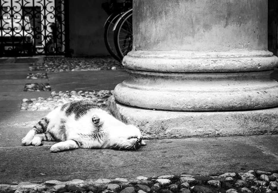 Romeo, mascotte di Vicenza