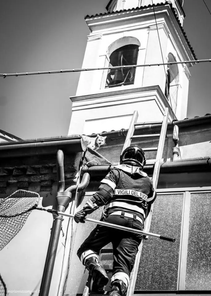 Rovigo, salvato il SindaGatto Rossini