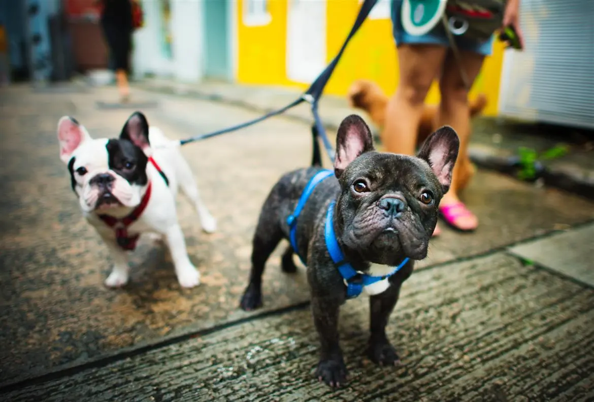 In arrivo il Pets Festival