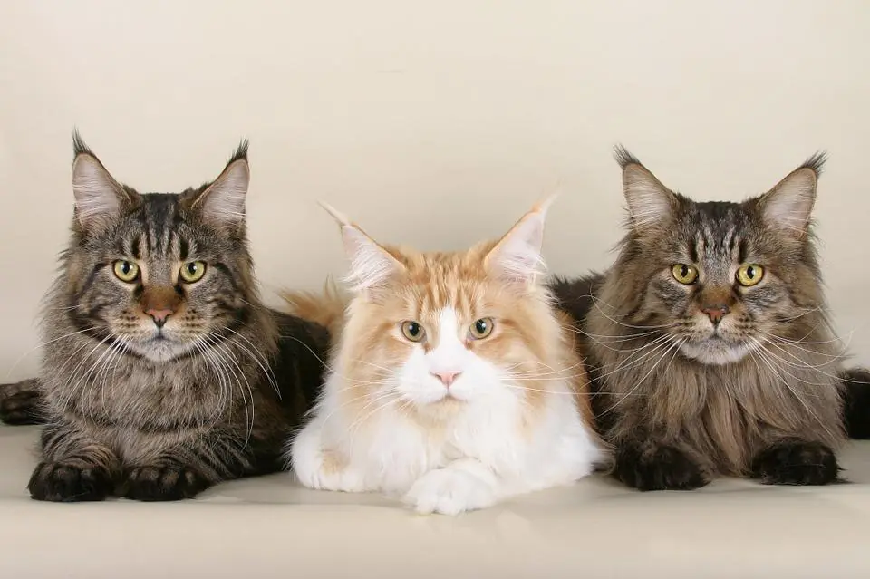 Maine Coon, nuovi studi da leccarsi i baffi