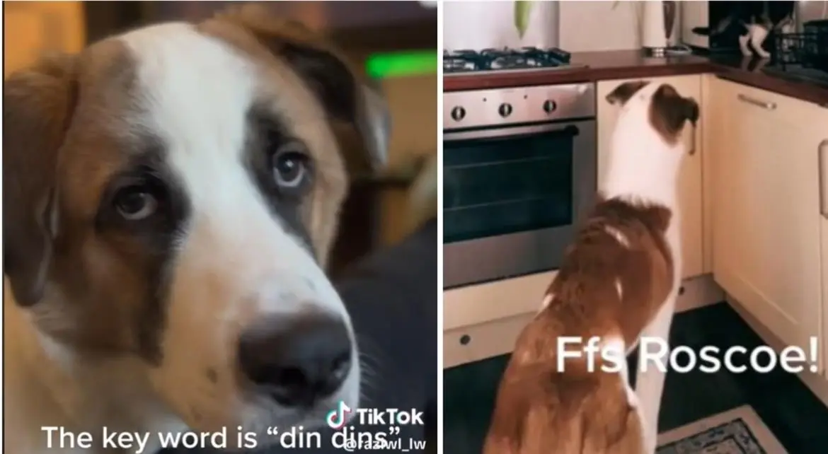 Il cane Rosco star di Tiktok