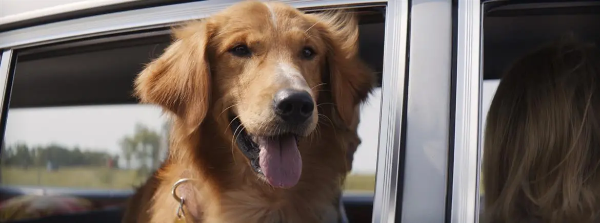 Qua la zampa, il cane-attore salvato da uno zoo