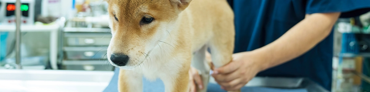 Articolazioni del cane in inverno: segnali di rigidità e consigli pratici