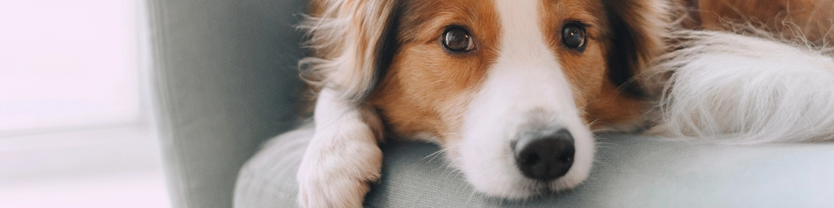 Cane e gatto con pelle secca in inverno: cause frequenti e routine utili