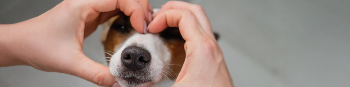 San Valentino e salute del cuore nel pet: quando serve la dieta cardiaca e come gestirla bene