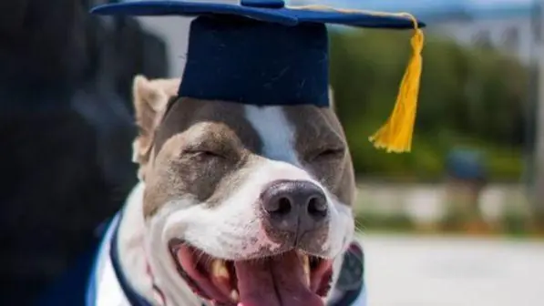 Ragazza malata laureata "insieme" alla sua cagnolina