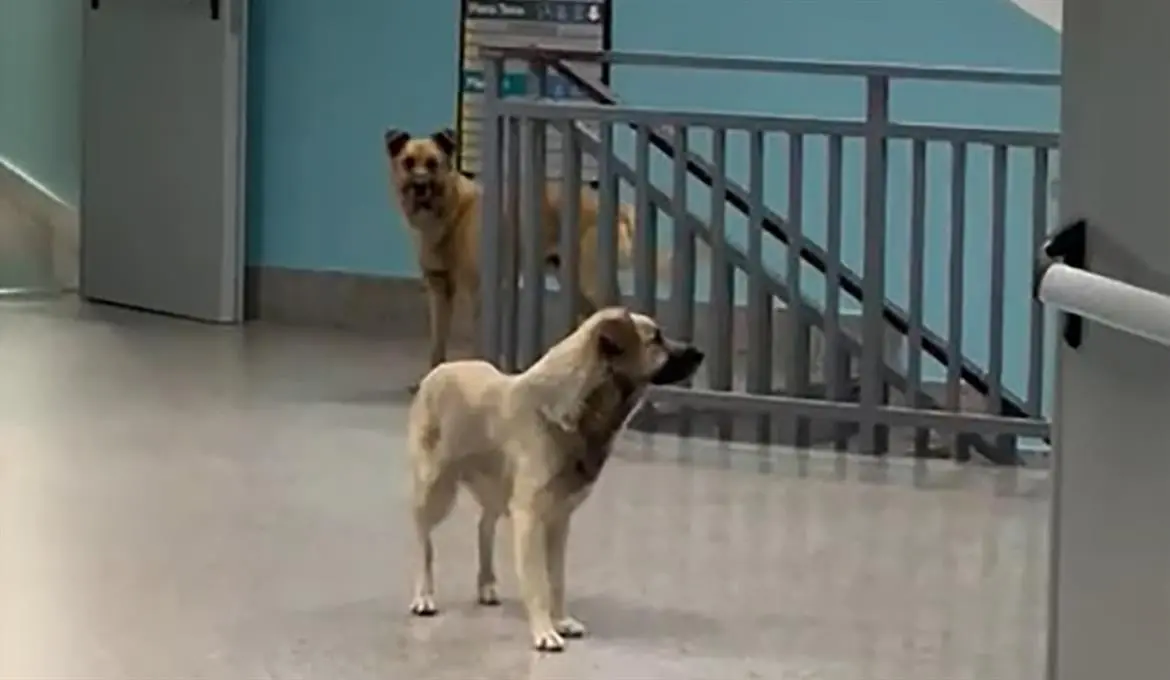 Cani randagi in corsia. Il video su Tik Tok