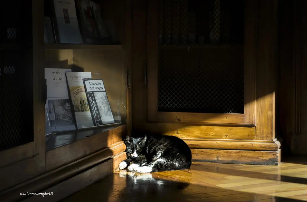Sulle orme dei gatti nei luoghi della storia