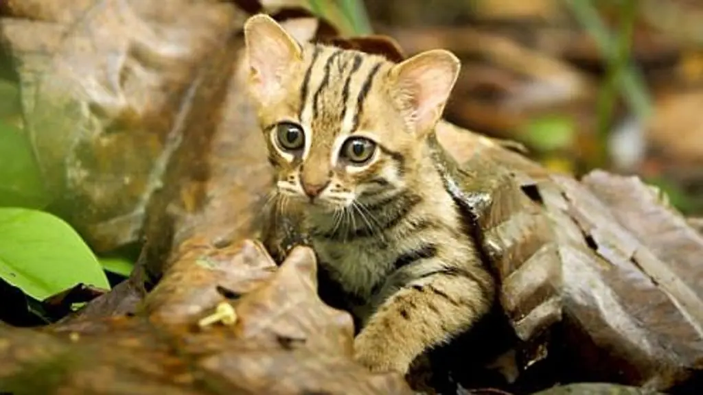 Ecco il felino più piccolo al mondo