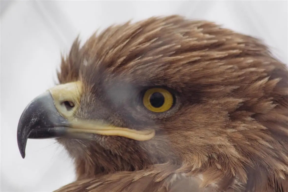Falco salvato in pieno centro