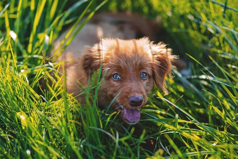 L'allarme: sempre più malattie trasmesse dagli animali all'uomo