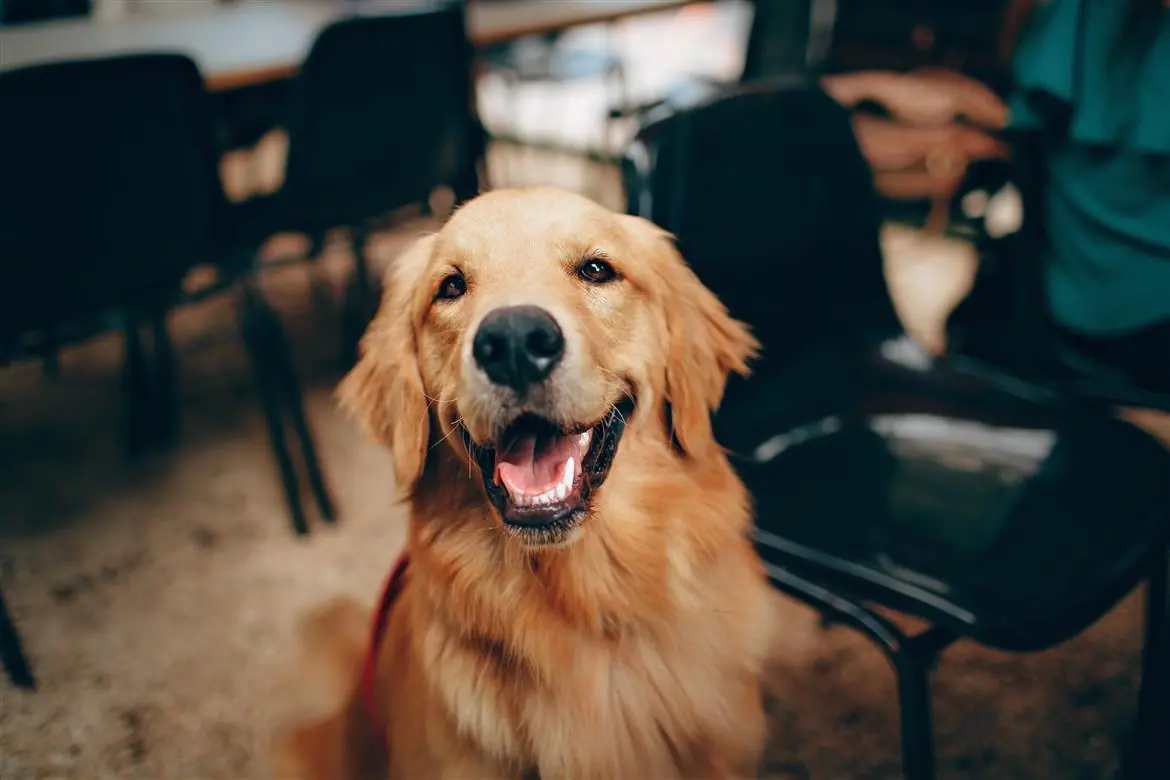 Cervello canino: funziona così