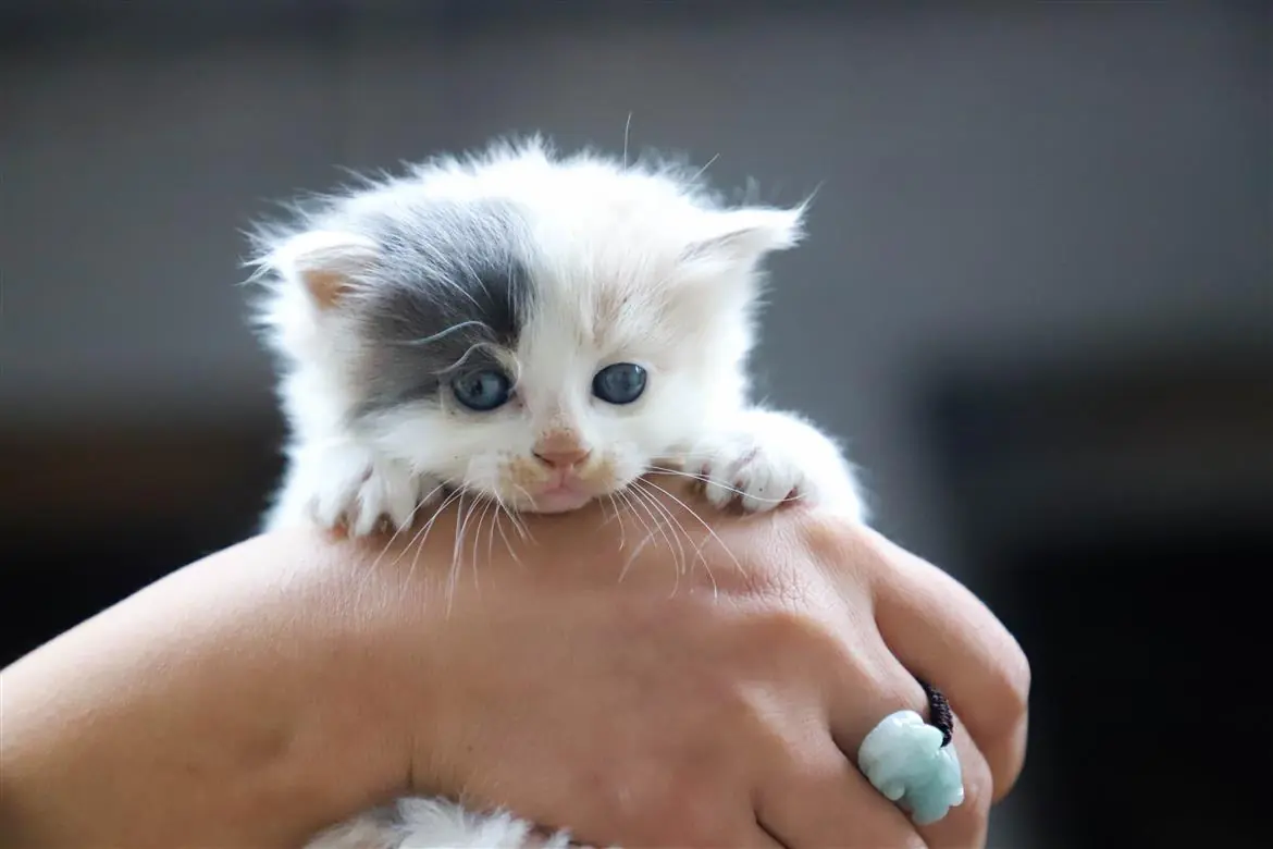Un bimbo salva un gattino paralizzato: così