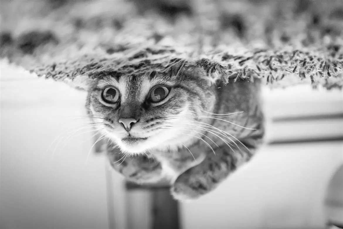 A Teramo il primo Museo del gatto in Italia