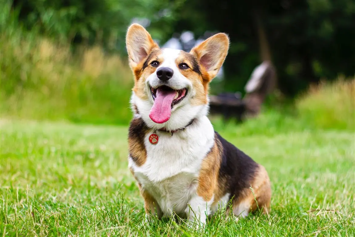 Oggi è la giornata del cane