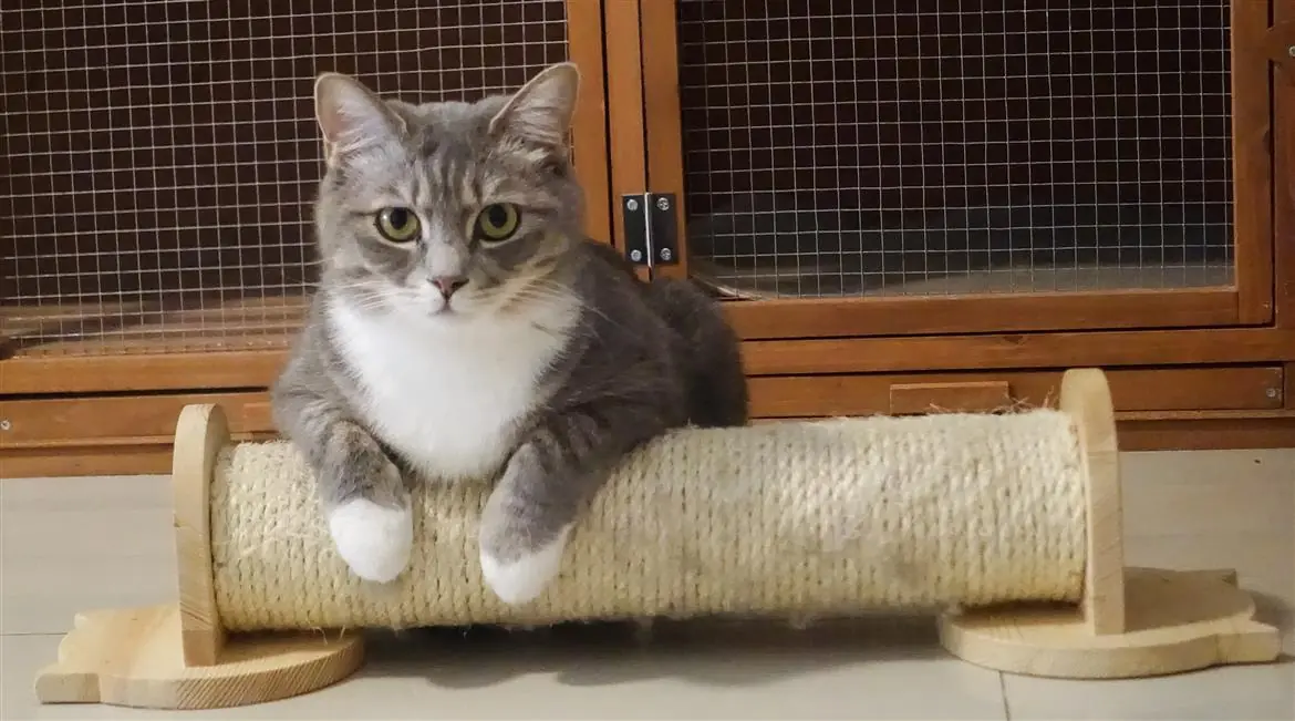 Australia, guerra ai gatti randagi con veleni
