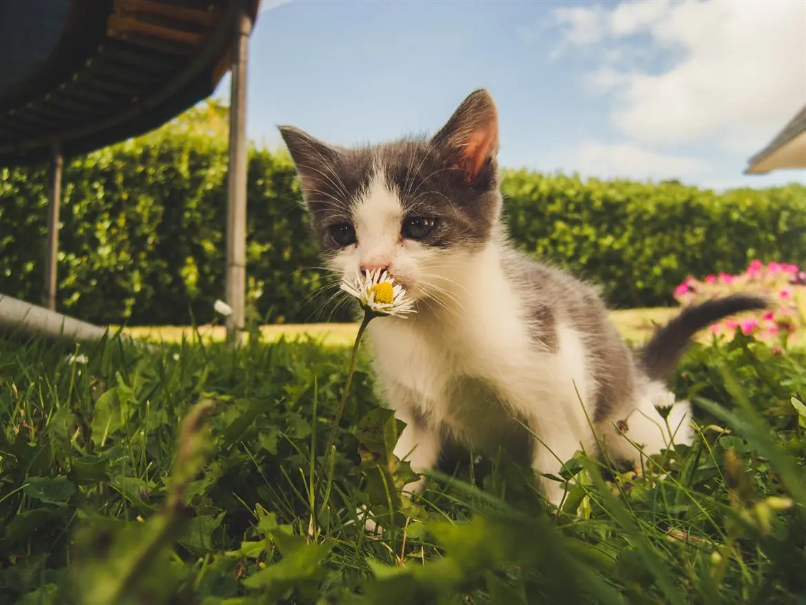 Gatti in vacanza: valigie pronte per il 50% dei felini