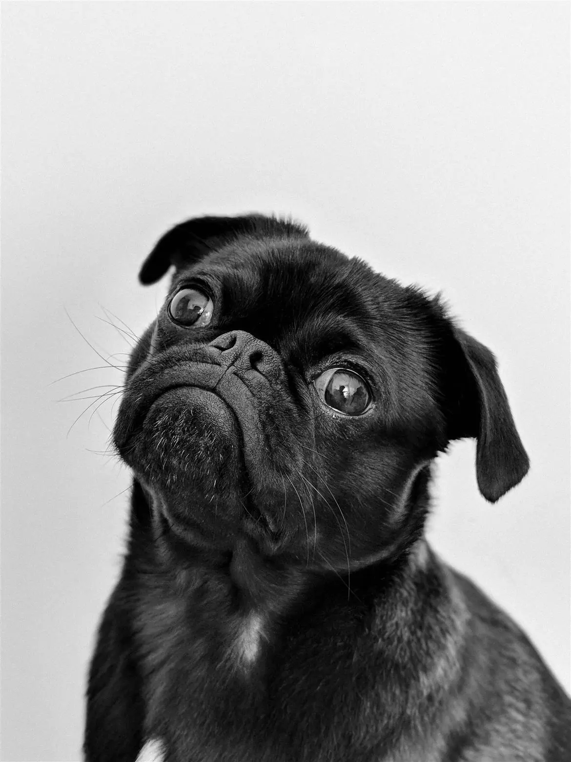 Stress da rientro: anche i cani ne soffrono
