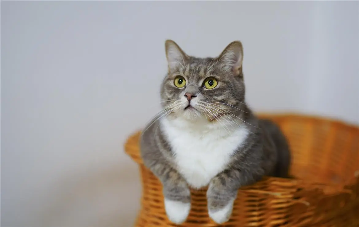 Ue, italiani secondi per il possesso di animali domestici