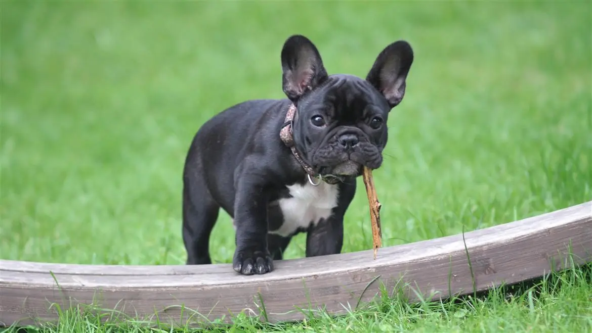 Non raccoglie il bisognino del cane: 400 euro di multa