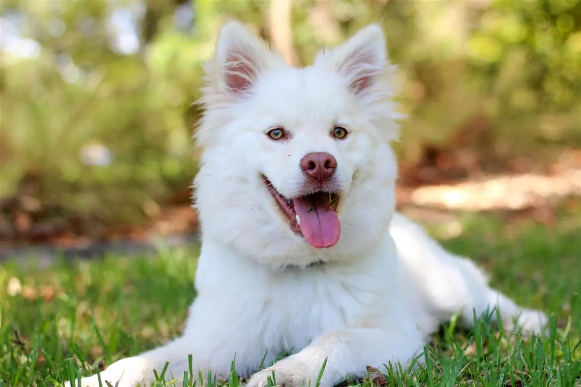 Dai maltrattamenti alla rinascita, una nuova casa per i cani più bisognosi