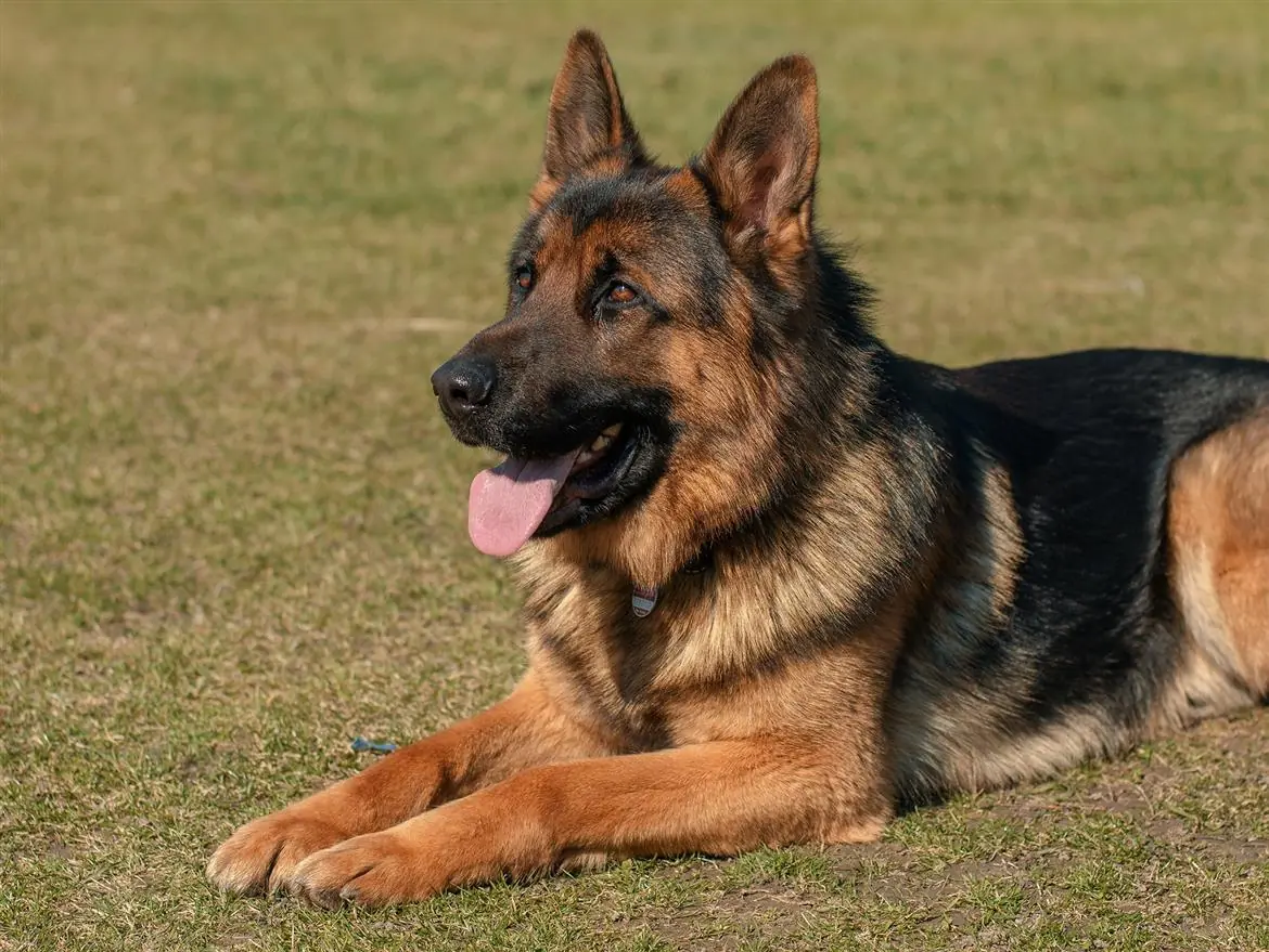 Usa i risparmi del matrimonio per curare il cane: la fidanzata si infuria