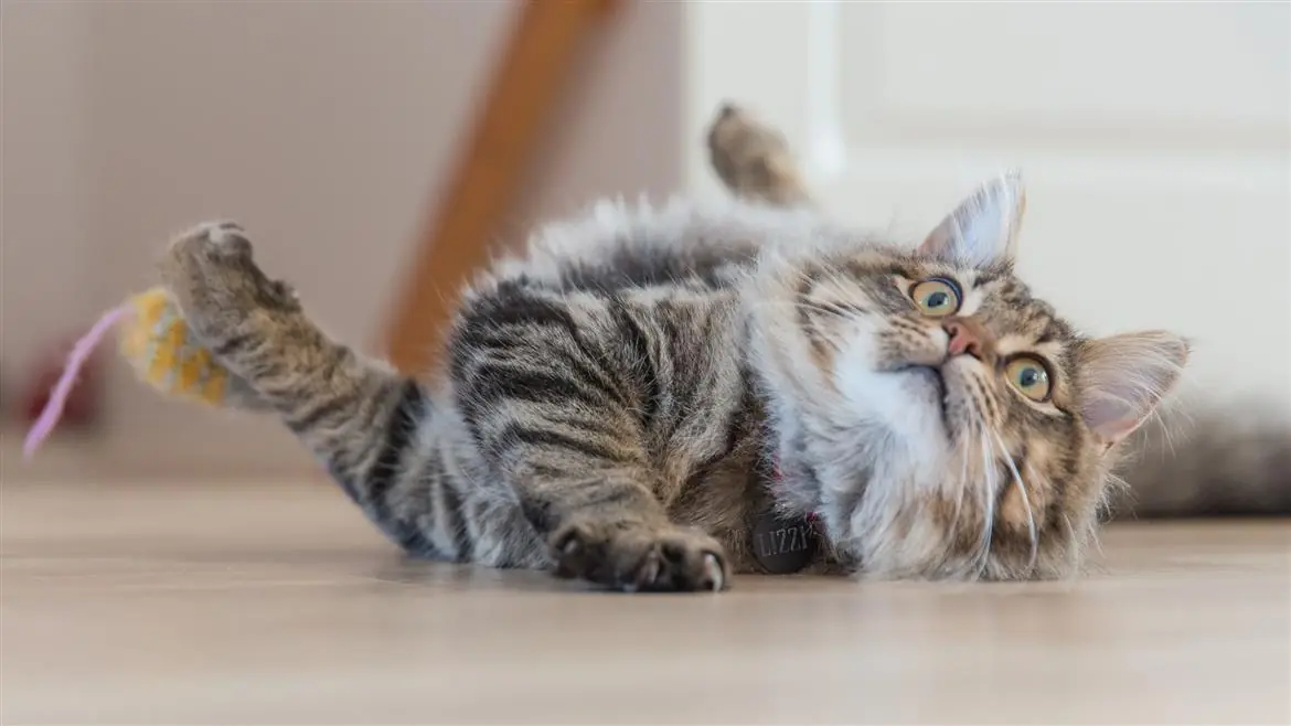 Anche i gatti si sballano...