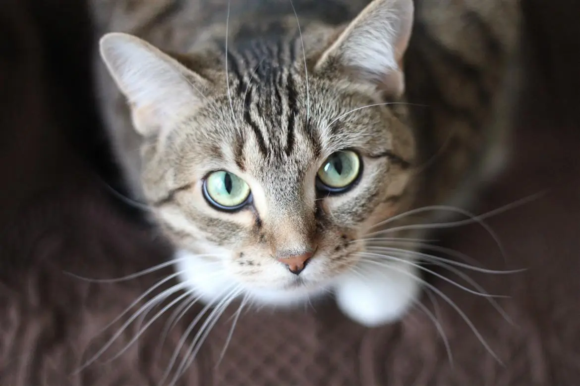 Animali domestici, ecco quanto costa mantenerli
