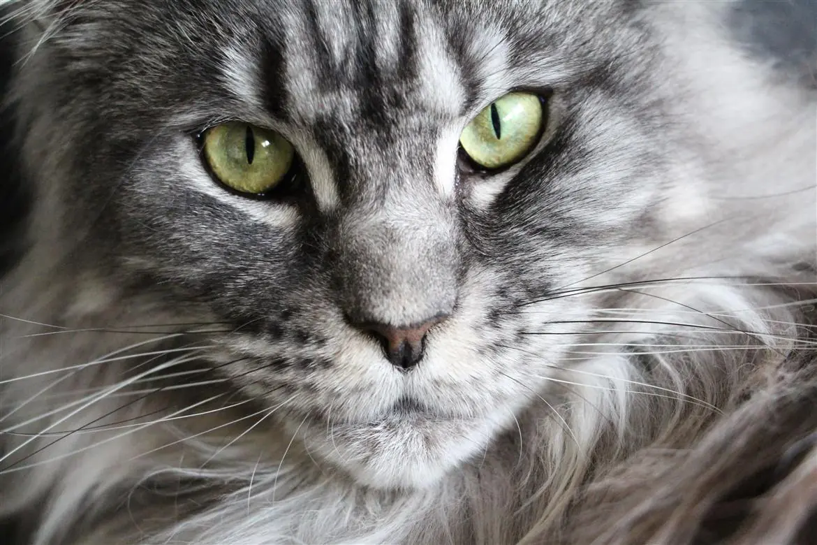 Nel pavese il gatto più lungo del mondo