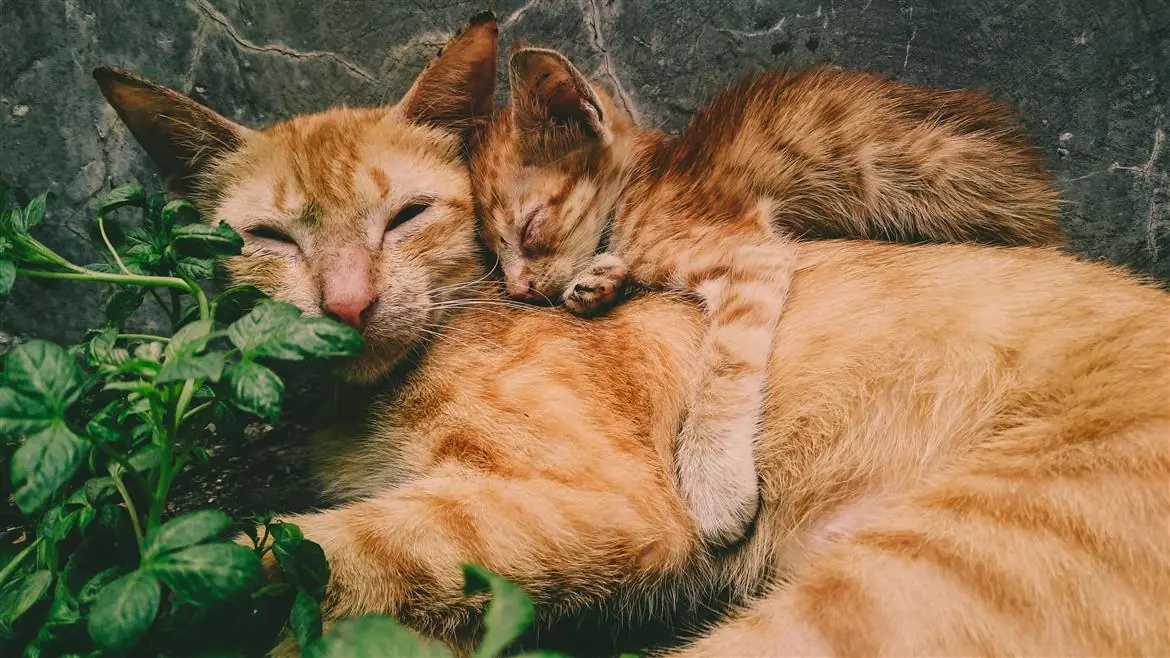 I gatti possono avere due papà